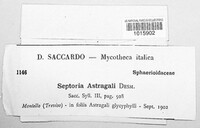 Septoria astragali image
